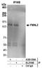 Formin Like 2 antibody, A305-550A, Bethyl Labs, Immunoprecipitation image 