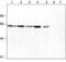 Origin Recognition Complex Subunit 2 antibody, ADI-KAM-CC235-E, Enzo Life Sciences, Western Blot image 