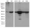 DExD-Box Helicase 39B antibody, LS-C793080, Lifespan Biosciences, Western Blot image 