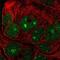 Nucleolar Pre-RRNA Processing Protein NIP7 antibody, NBP2-58932, Novus Biologicals, Immunofluorescence image 