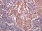 Presenilin Enhancer, Gamma-Secretase Subunit antibody, orb2722, Biorbyt, Immunohistochemistry paraffin image 
