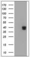 GTPase, IMAP Family Member 4 antibody, orb243952, Biorbyt, Western Blot image 
