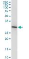 Hes Related Family BHLH Transcription Factor With YRPW Motif Like antibody, H00026508-M12, Novus Biologicals, Western Blot image 