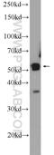 Pleckstrin Homology Domain Containing O2 antibody, 21356-1-AP, Proteintech Group, Western Blot image 