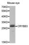 Crystallin Beta B3 antibody, abx002339, Abbexa, Western Blot image 
