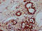 SFR1 antibody, LS-C681313, Lifespan Biosciences, Immunohistochemistry paraffin image 