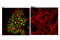 POU Class 5 Homeobox 1 antibody, 83932T, Cell Signaling Technology, Immunofluorescence image 