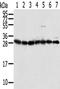 40S ribosomal protein S3 antibody, CSB-PA152933, Cusabio, Western Blot image 