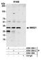 NSE2 (MMS21) Homolog, SMC5-SMC6 Complex SUMO Ligase antibody, A304-126A, Bethyl Labs, Immunoprecipitation image 