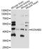 Potassium Voltage-Gated Channel Subfamily A Regulatory Beta Subunit 3 antibody, LS-C749803, Lifespan Biosciences, Western Blot image 