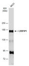 LRRFIP1 antibody, GTX131026, GeneTex, Western Blot image 