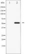 Hnf-4 antibody, TA325536, Origene, Western Blot image 