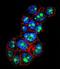 Pygopus homolog 1 antibody, LS-C162340, Lifespan Biosciences, Immunofluorescence image 