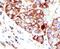 Gbp antibody, PA5-11340, Invitrogen Antibodies, Immunohistochemistry frozen image 