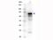 Transferrin antibody, GTX21223, GeneTex, Western Blot image 