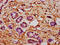Cysteine Sulfinic Acid Decarboxylase antibody, LS-C680320, Lifespan Biosciences, Immunohistochemistry paraffin image 