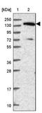 Elongation Factor Like GTPase 1 antibody, NBP2-32619, Novus Biologicals, Western Blot image 