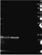 B Phycoerythrin antibody, orb344585, Biorbyt, Western Blot image 