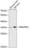 MAS Related GPR Family Member X1 antibody, 14-813, ProSci, Western Blot image 