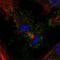 Prostate Stem Cell Antigen antibody, HPA030783, Atlas Antibodies, Immunofluorescence image 