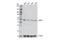 DExD-Box Helicase 39B antibody, 55509S, Cell Signaling Technology, Western Blot image 