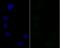 Splicing Factor 3b Subunit 3 antibody, A08240-2, Boster Biological Technology, Immunocytochemistry image 