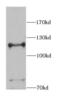 NEDD4 E3 Ubiquitin Protein Ligase antibody, FNab05645, FineTest, Western Blot image 