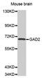 Glutamate Decarboxylase 2 antibody, MBS125324, MyBioSource, Western Blot image 