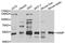 Angio-associated migratory cell protein antibody, A3283, ABclonal Technology, Western Blot image 