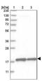 Mitochondrial Ribosomal Protein S28 antibody, NBP1-81685, Novus Biologicals, Western Blot image 