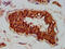 Chloride Channel CLIC Like 1 antibody, CSB-PA857024LA01HU, Cusabio, Immunohistochemistry frozen image 