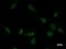 Ventral Anterior Homeobox 2 antibody, LS-C342368, Lifespan Biosciences, Immunofluorescence image 