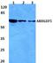 Rho guanine nucleotide exchange factor 5 antibody, A01487, Boster Biological Technology, Western Blot image 