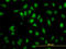 SH2 Domain Containing 4A antibody, LS-C133802, Lifespan Biosciences, Immunofluorescence image 