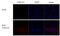 Influenza virus antibody, GTX128540, GeneTex, Immunofluorescence image 