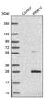 Proline-rich protein 13 antibody, NBP1-92299, Novus Biologicals, Western Blot image 