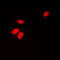 Cyclin-H antibody, LS-C358933, Lifespan Biosciences, Immunofluorescence image 