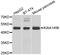 Uncharacterized protein C8orf79 antibody, abx005427, Abbexa, Western Blot image 