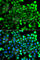 Neurocalcin Delta antibody, A8000, ABclonal Technology, Immunofluorescence image 