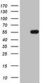 Pellino E3 Ubiquitin Protein Ligase 1 antibody, TA807600S, Origene, Western Blot image 