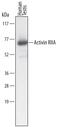 Activin receptor type IIA antibody, MAB340, R&D Systems, Western Blot image 
