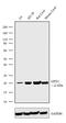 Glutathione Peroxidase 1 antibody, 702762, Invitrogen Antibodies, Western Blot image 