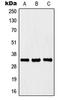 Homeobox protein Hox-B4 antibody, LS-C352311, Lifespan Biosciences, Western Blot image 