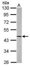 Obg Like ATPase 1 antibody, PA5-31228, Invitrogen Antibodies, Western Blot image 