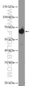 Negative Elongation Factor Complex Member B antibody, 16418-1-AP, Proteintech Group, Western Blot image 