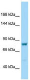 Doublecortin domain-containing protein 5 antibody, TA331810, Origene, Western Blot image 