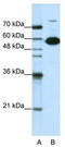 Non-POU Domain Containing Octamer Binding antibody, TA343779, Origene, Western Blot image 
