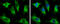 PCB antibody, GTX131987, GeneTex, Immunofluorescence image 