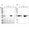 Had antibody, NBP2-55402, Novus Biologicals, Western Blot image 