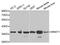 CDK-activating kinase assembly factor MAT1 antibody, orb48459, Biorbyt, Western Blot image 